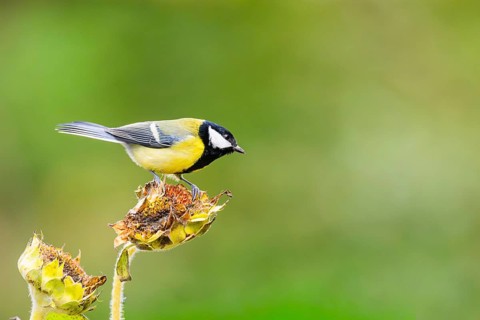 Great tit (Parus major) sitting on an old sunflower blossom with seeds inside, Bavaria, Germany