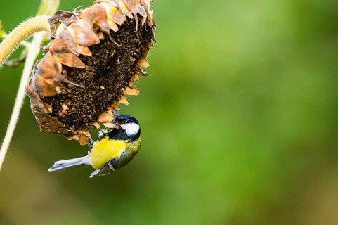 Great tit (Parus major) sitting on an old sunflower blossom with seeds inside, Bavaria, Germany