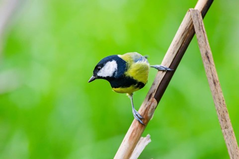 Great tit (Parus major) sitting on stem of a reed at a swamp, Bavaria, Germany