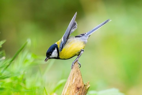 Great tit (Parus major) spreading its wings while sitting on the branch of on an old wrotten tree