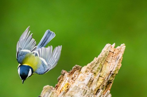 Great tit (Parus major) flying from an old wrotten tree trunk at a swamp, Bavaria, Germany