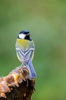 Great tit (Parus major) sitting on an old sunflower blossom with seeds inside, Bavaria, Germany