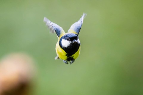 Great tit (Parus major), flying, Bavaria, Germany