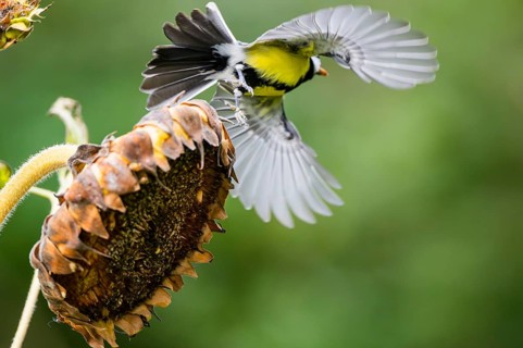 Great tit (Parus major) flying from an old sunflower blossom with seeds inside, Bavaria, Germany