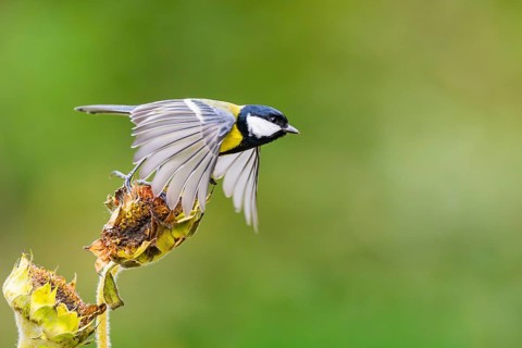 Great tit (Parus major) flying from on an old wrotten tree trunk at a swamp, Bavaria, Germany