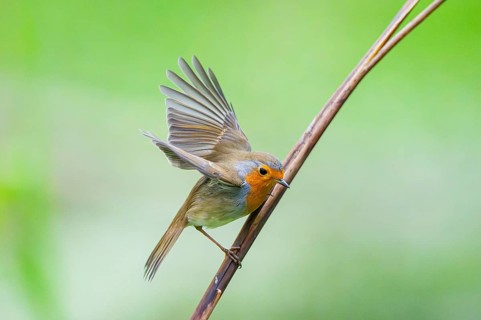 European robin (Erithacus rubecula) sitting on a reed, Bavaria, Germany
