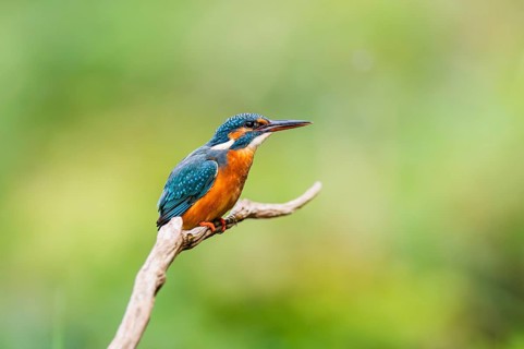 Common kingfisher (Alcedo atthis) sitting on an old wooden branch in late summer, wildife, Bavaria,