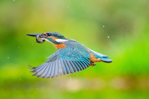 Common kingfisher (Alcedo atthis) flying out of the water with a fresh cought fish in his beak in