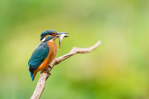 Common kingfisher (Alcedo atthis) sitting on an old wooden branch eating his fresh cought fish in