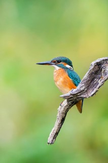 Common kingfisher (Alcedo atthis) sitting on an old wooden branch in late summer, wildife, Bavaria,
