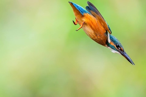 Common kingfisher (Alcedo atthis) flying into the water hunting for fish in late summer, wildife,