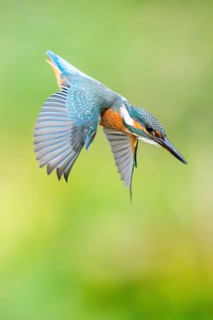Common kingfisher (Alcedo atthis) flying into the water hunting for fish in late summer, wildife,