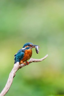 Common kingfisher (Alcedo atthis) sitting on an old wooden branch eating his fresh cought fish in