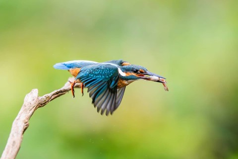 Common kingfisher (Alcedo atthis) flying away from an old wooden branch with a fish in his beak in