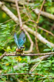 Common kingfisher (Alcedo atthis) flying away from an old wooden branch in late summer, wildife,