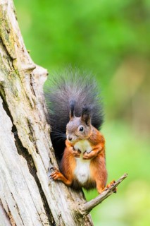 Red squirrel (Sciurus vulgaris) sitting on an old wrotten tree trunk in a forest, Bavaria, Gernany