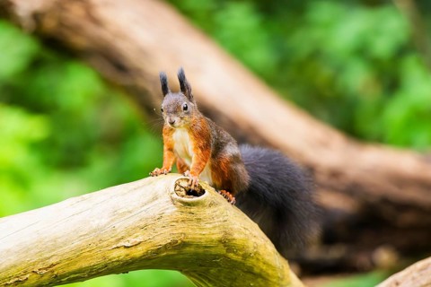 Red squirrel (Sciurus vulgaris) sitting on an old wrotten tree trunk in a forest, Bavaria, Gernany