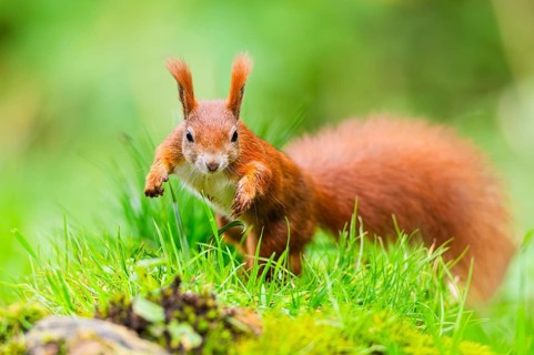 Red squirrel (Sciurus vulgaris) running in the grass, Bavaria, Gernany
