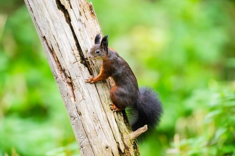 Red squirrel (Sciurus vulgaris) climbing up an old wrotten tree trunk in a forest, Bavaria, Gernany