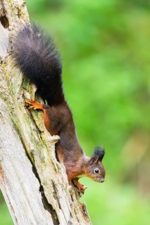 Red squirrel (Sciurus vulgaris) hanging on an old wrotten tree trunk in a forest, Bavaria, Gernany