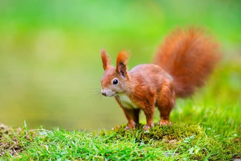 Red squirrel (Sciurus vulgaris) sitting beside a little lake, Bavaria, Gernany
