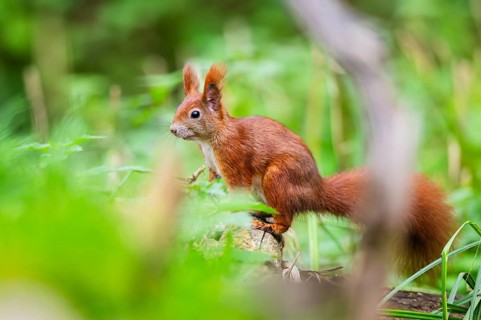 Red squirrel (Sciurus vulgaris) sitting on wood in a forest, Bavaria, Gernany
