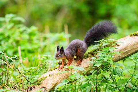 Red squirrel (Sciurus vulgaris) running on an old wrotten tree trunk in a forest, Bavaria, Gernany