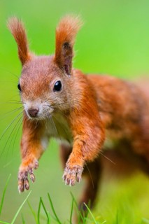 Red squirrel (Sciurus vulgaris) running in the grass, Bavaria, Gernany