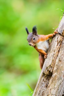 Red squirrel (Sciurus vulgaris) climbing up an old wrotten tree trunk in a forest, Bavaria, Gernany