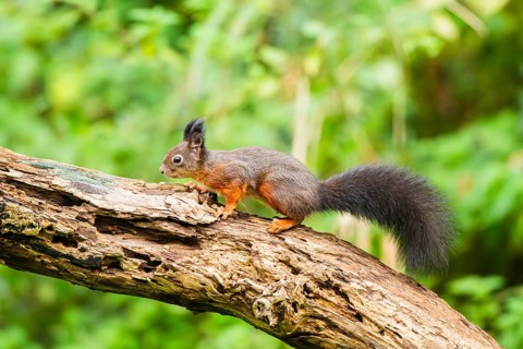 Red squirrel (Sciurus vulgaris) running on an old wrotten tree trunk in a forest, Bavaria, Gernany
