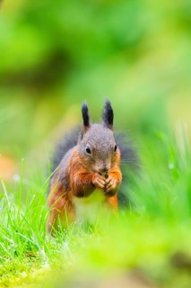 Red squirrel (Sciurus vulgaris) sitting in the grass, Bavaria, Gernany
