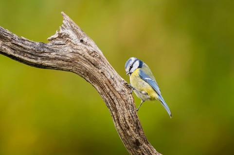 Eurasian blue tit (Cyanistes caeruleus) sitting on an old wood at a swamp, Bavaria, Germany