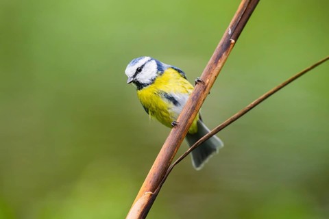 Eurasian blue tit (Cyanistes caeruleus) sitting on stem of a reed at a swamp, Bavaria, Germany