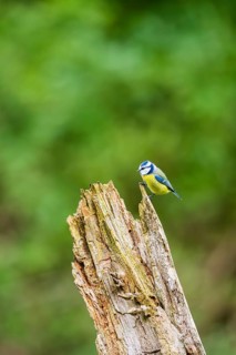 Eurasian blue tit (Cyanistes caeruleus) sitting on an old wrotten tree trunk at a swamp, Bavaria,