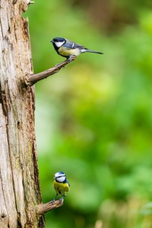 Eurasian blue tit (Cyanistes caeruleus) and Great tit (Parus major) sitting on a branch an old