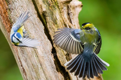 Eurasian blue tit (Cyanistes caeruleus) flying from an old wrotten tree trunk arguing with a Great