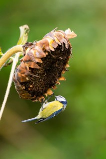 Eurasian blue tit (Cyanistes caeruleus) sitting on an old sunflower blossom with seeds inside,