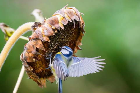 Eurasian blue tit (Cyanistes caeruleus) landing on an old sunflower blossom with seeds inside,