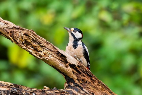Great spotted woodpecker (Dendrocopos major) sitting on an old wrotten tree trunk in late summer,