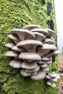 Branched oyster fungus (Pleurotus cornucopiae), on old copper beech (Fagus sylvatica), Emsland,