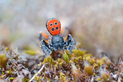 Red tubular spider, Eresus kollari, The Ladybird spider, Saxony-Anhalt, Germany