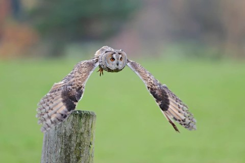 Long-eared owl flying, Asio otus, Long eared Owl flying, Lower Saxony, Germany