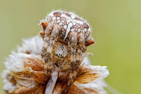 Garden spider, Araneus diadematus, European Garden Spider, Lower Saxony, Germany