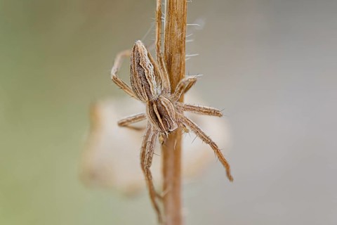 List spider, Pisaura mirabilis, Nursery web spider, Lower Saxony, Germany