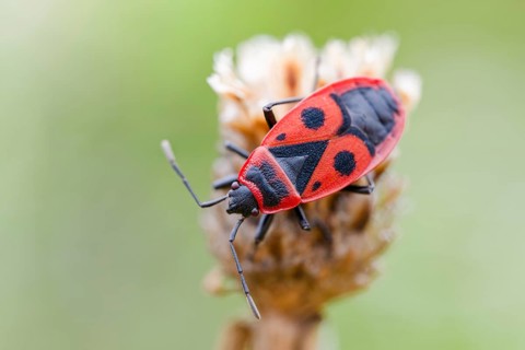 Common fire bug, Pyrrhocoris apterus, Fire bow, Lower Saxony, Germany
