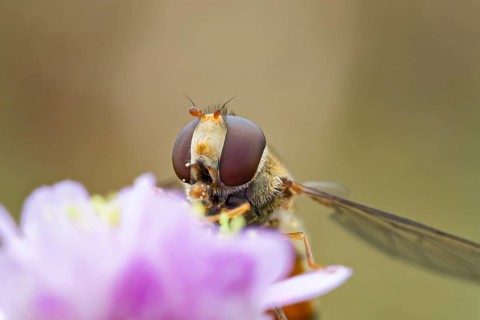 Hoverfly, Episyrphus balteatus, Marmalade Hoverfly, Lower Saxony, Germany