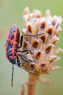 Common fire bug, Pyrrhocoris apterus, Fire bow, Lower Saxony, Germany