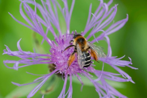 Brown-rumped trouser bee (Dasypoda hirtipes) on knapweed flower, Lower Saxony, Germany