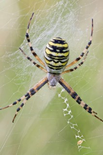 Wasp Spider, Argiope bruennichi, Wasp Spider, Lower Saxony, Germany