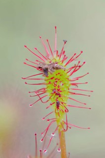 Middle sundew, Drosera intermedia, oblong-leaved sundew, Lower Saxony, Germany
